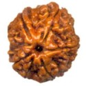 Rudraksha for your health and happiness
